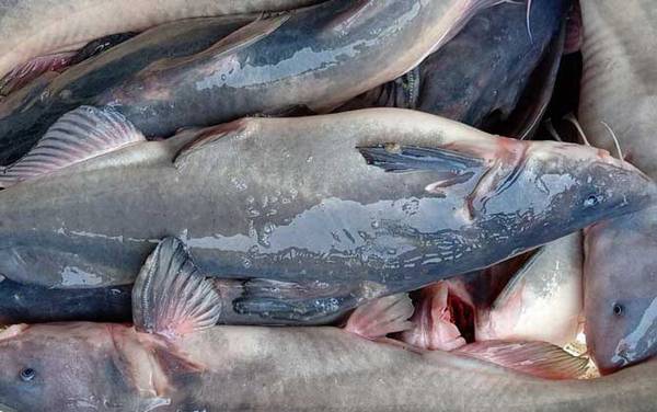 鱼钩鱼是什么鱼?