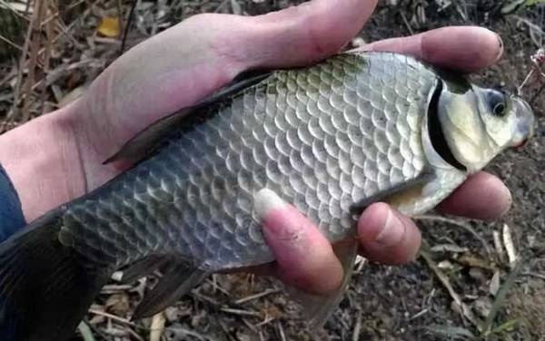 鲫鱼价格多少钱一斤?