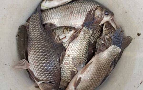 鲫鱼的拼音怎么读?