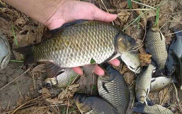 工程鲫是什么鱼?