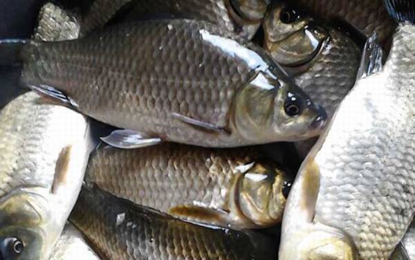 鲤鲫鱼是什么鱼?