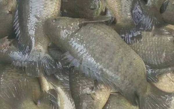 过山鲫是什么鱼?