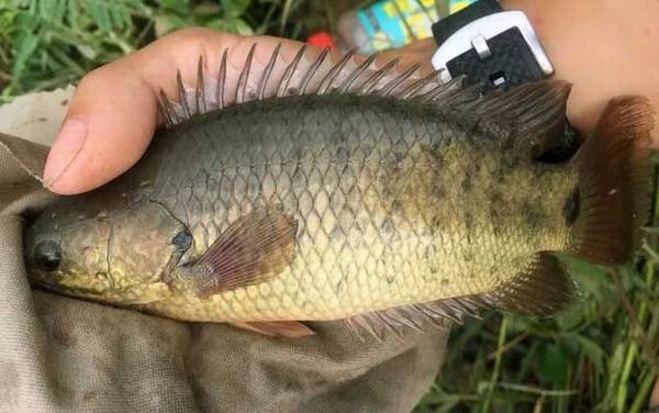 过山鲫是什么鱼?