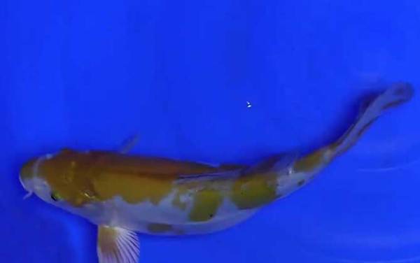 锦鲤养几条最吉利?