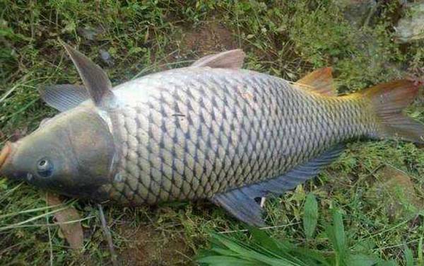 鲤鱼价格多少钱一斤?