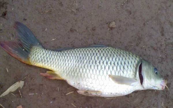 鲤鱼的腥线在哪里?