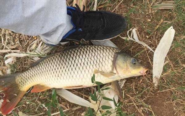 大河中的鲤鱼在什么地方?