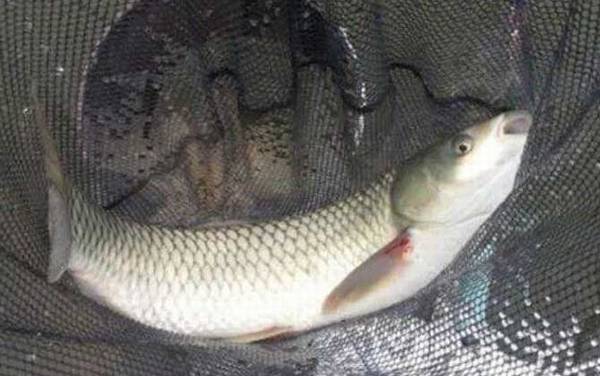 鲤鱼和草鱼谁刺多?