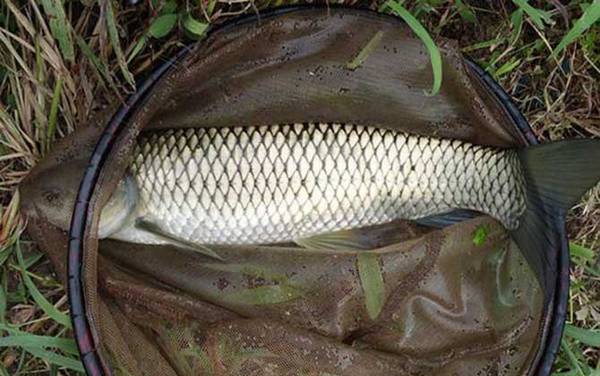 鲤鱼和草鱼谁刺多?