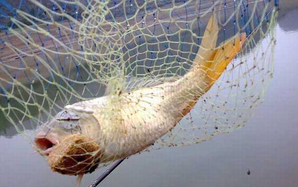 鲤鱼是白天活动还是晚上活动?