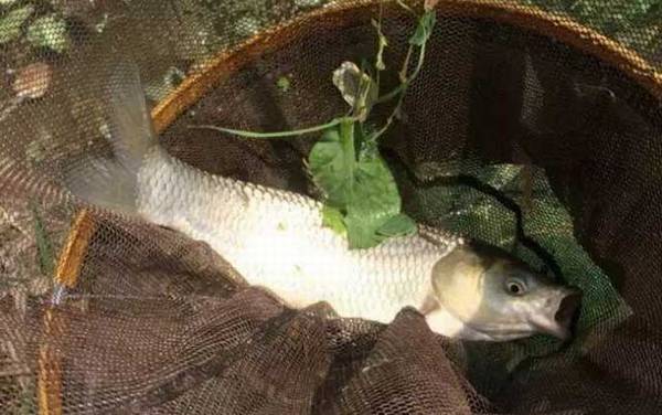 鲤鱼在河里的活动范围有多大?