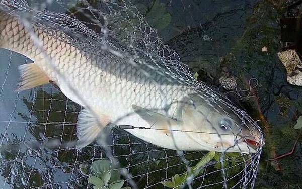 草根鱼又叫什么鱼?