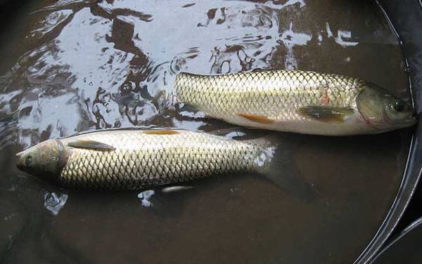草根鱼又叫什么鱼?