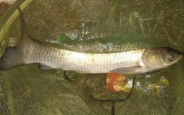 草根鱼又叫什么鱼?