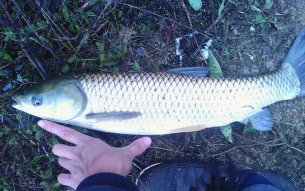 草鱼是上层鱼还是下层鱼?