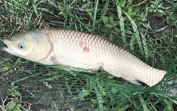 草鱼是上层鱼还是下层鱼?