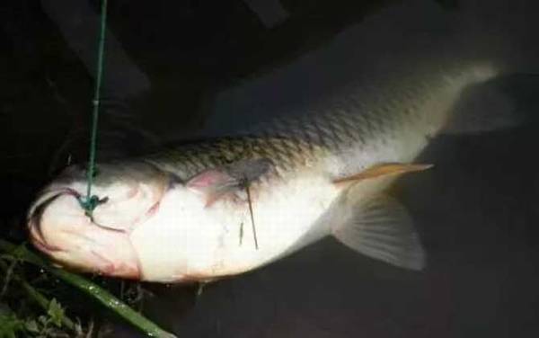 2~3厘米草鱼苗一年能长多大?