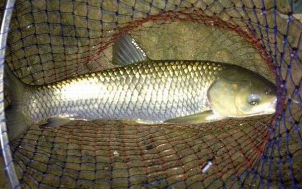 2~3厘米草鱼苗一年能长多大?