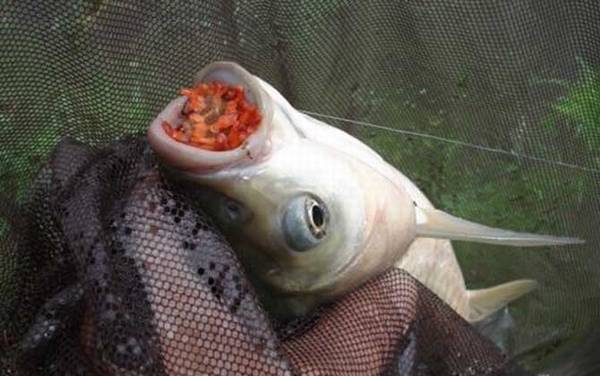 2~3厘米草鱼苗一年能长多大?