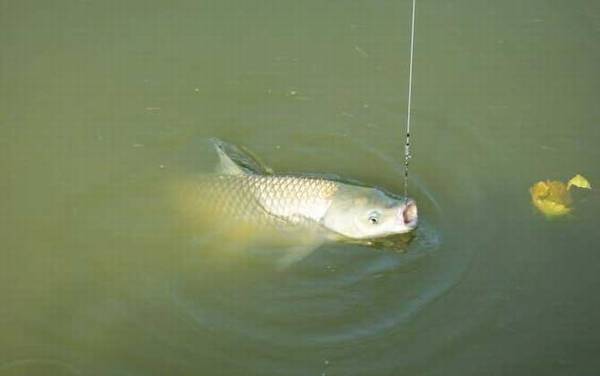 40斤的草鱼要长多少年?