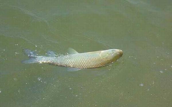 草鱼多少温度不吃食?