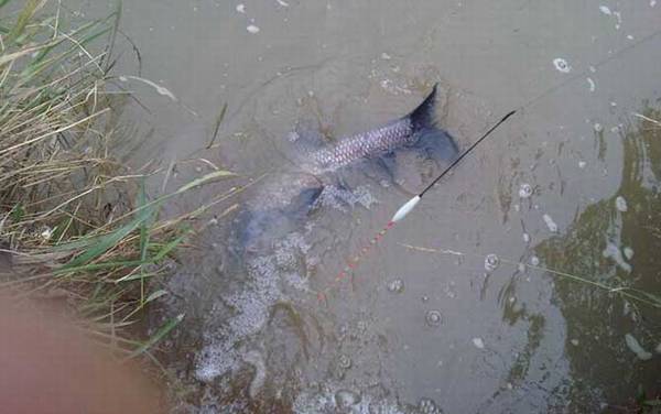 青鱼生活在哪个水层?