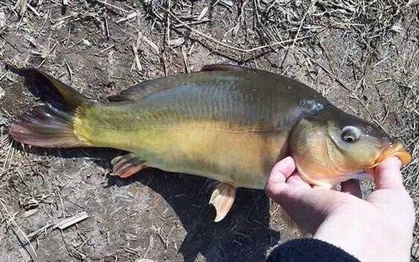 裸斑鱼是什么鱼?