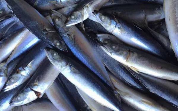 东北人说的青鱼是什么鱼?