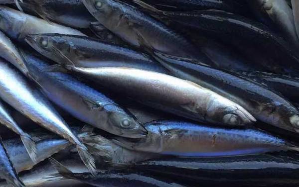 东北人说的青鱼是什么鱼?