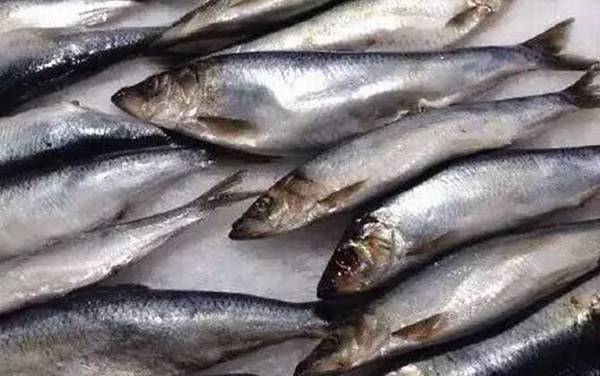 东北人说的青鱼是什么鱼?