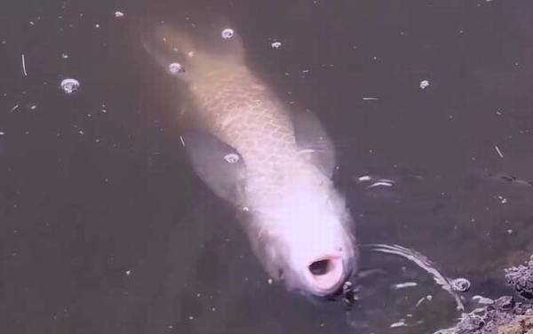 几年的青鱼才有青鱼石?