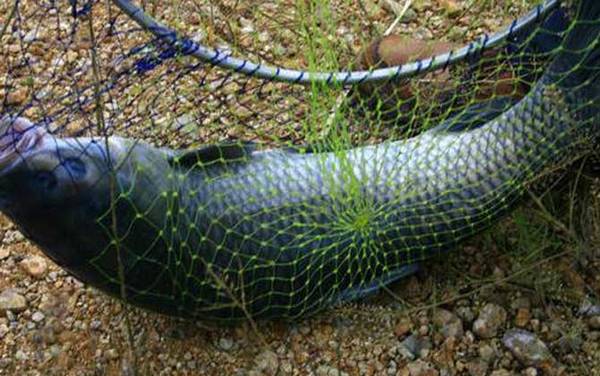 10斤的青鱼要几年才长成?