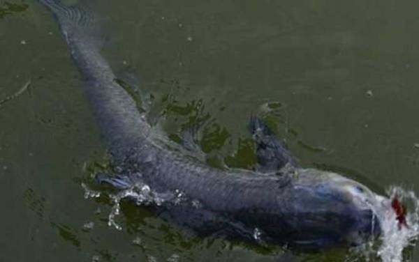 10斤的青鱼要几年才长成?