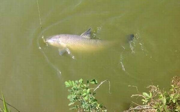 10厘米青鱼一年能长多大?