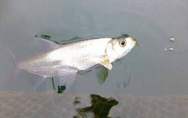 翘嘴鲌是什么鱼?