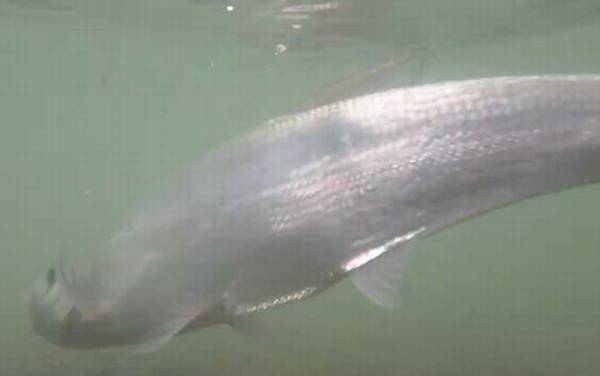 野生翘嘴一般多少钱一斤?