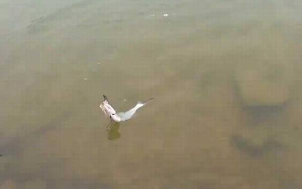 野生翘嘴一般多少钱一斤?