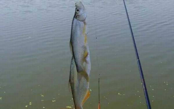 为什么市场没有翘嘴卖?