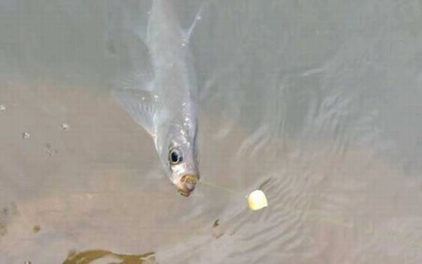 翘嘴分布在哪些地区?