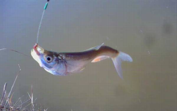 翘嘴分布在哪些地区?