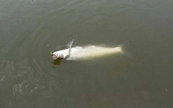 翘嘴喜欢在水里什么位置?