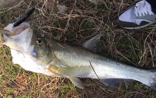 大翘嘴在什么水层活动?