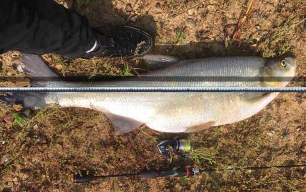 翘嘴鱼苗一年能长多大?