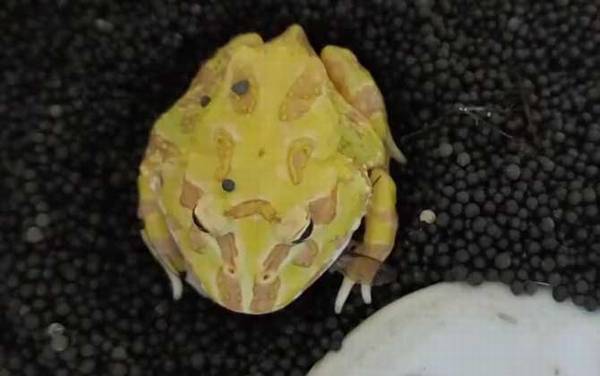 角蛙寿命是多少年?