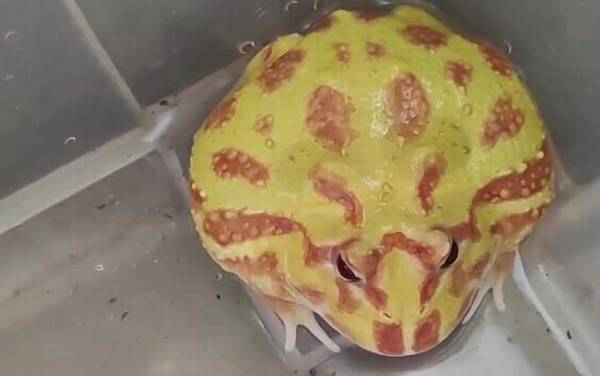 黄金角蛙价格多少钱一只?