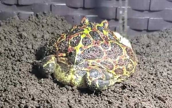 角蛙不吃东西怎么办?