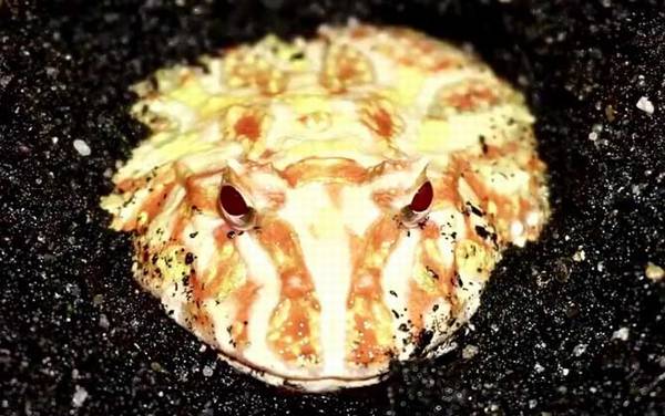 黄金角蛙价格多少钱一只?