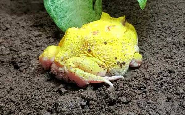 黄金角蛙寿命有多长?