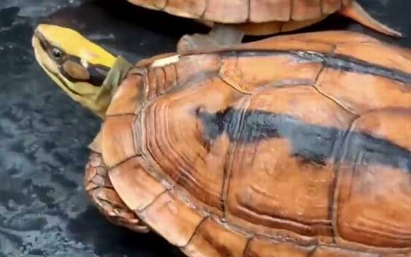 金钱龟是什么动物?