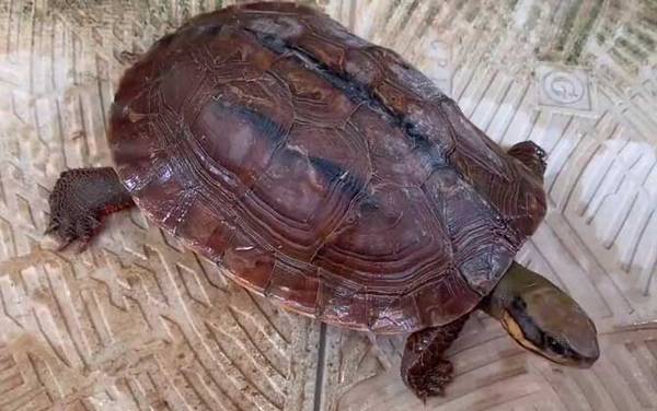 金钱龟是什么动物?